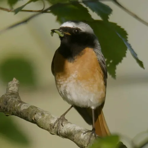 Afbeelding van Gekraagde roodstaart: een echte houtwallenvogel
