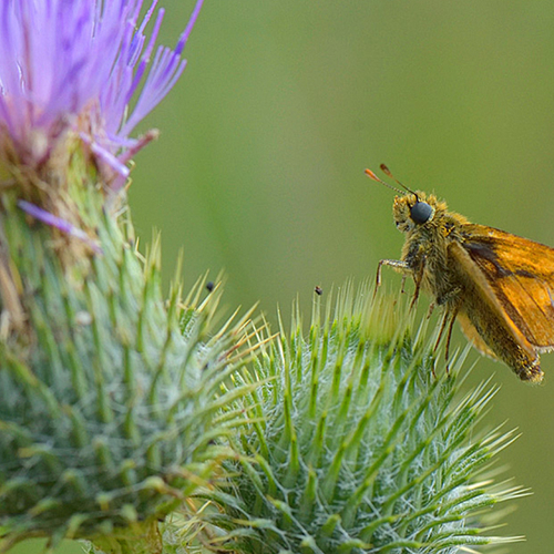Dikkopje: een kleine vlinder met een dikke kop + filmpje