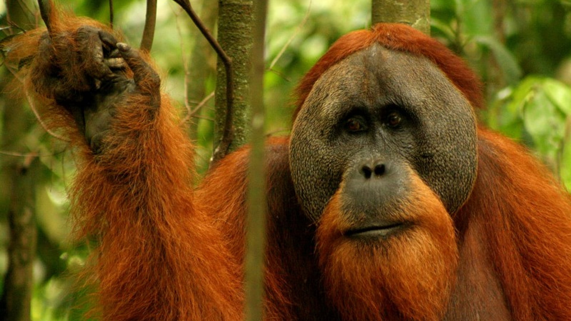 orang-oetan