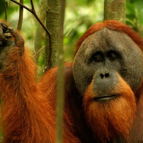 Afbeelding van Orang-oetans ernstig bedreigd door bosbranden in Indonesië