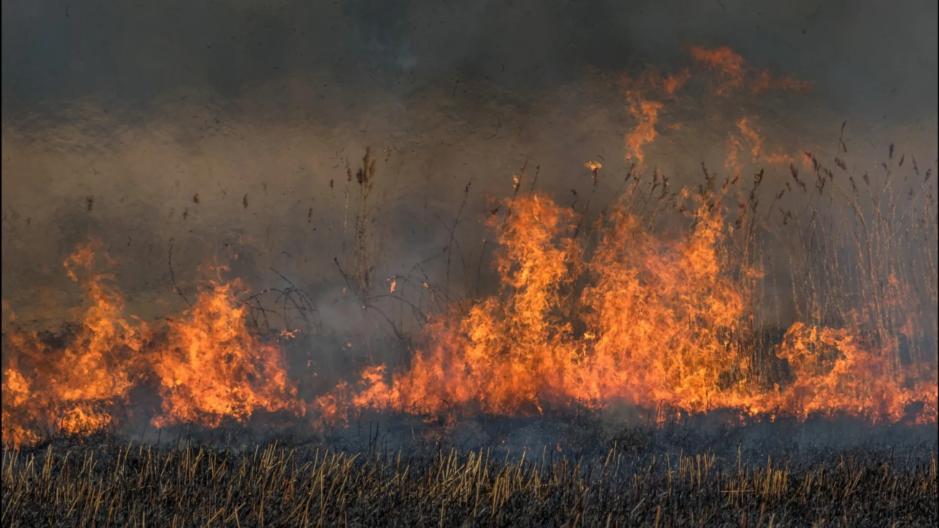 gecontroleerde_brand_rietvelden_5c78e7a4d289f_large