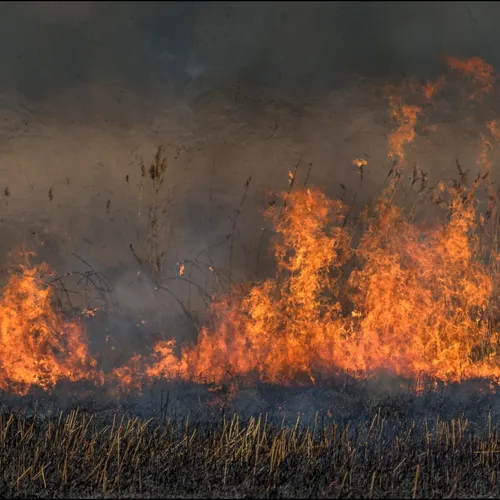 Nieuw blusmiddel in de strijd tegen natuurbranden