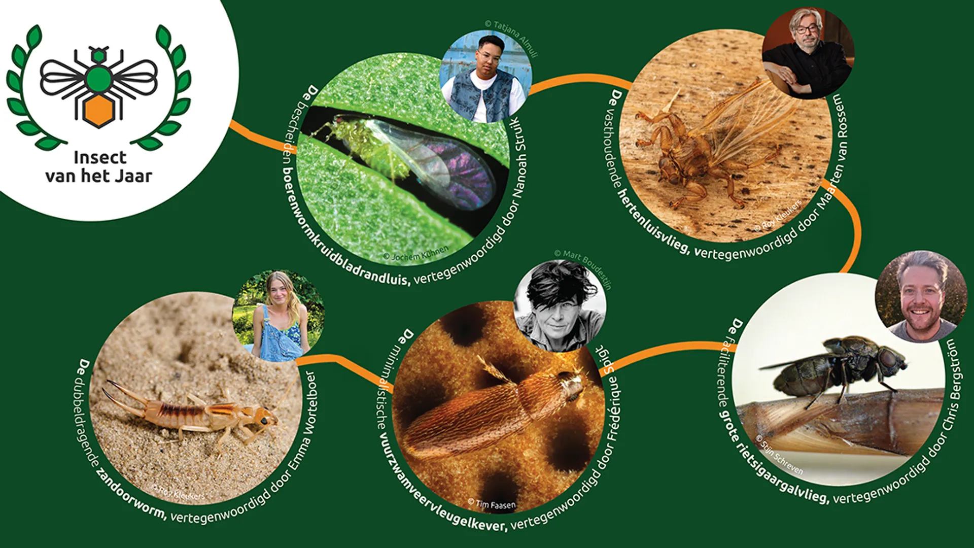 insect-van-het-jaar-2026