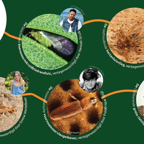 Afbeelding van Wat wordt het 'Insect van het Jaar' van 2026?