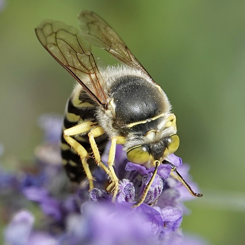 Afbeelding van De voordelen van wespen in je tuin