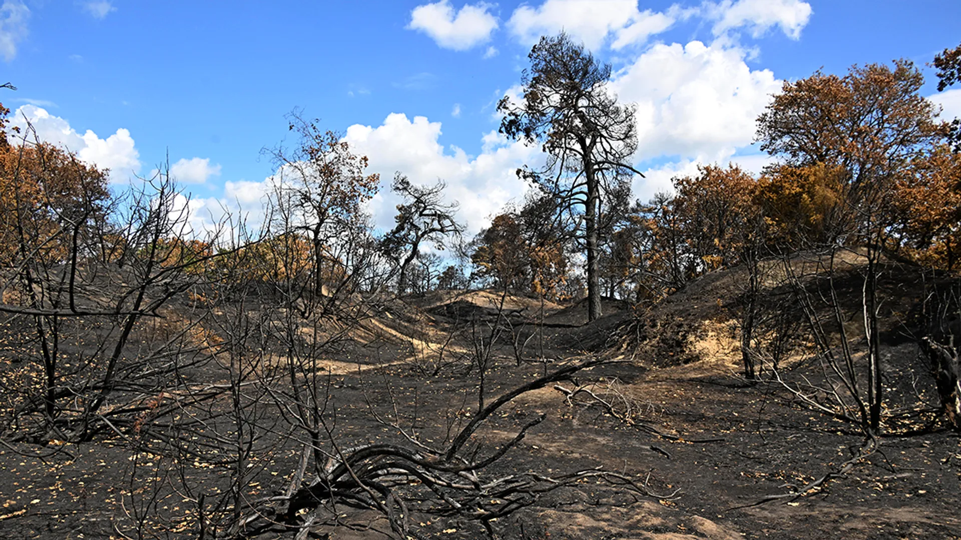 Boshuizerbergen_brand_HenkHeijligers_HL8_9091