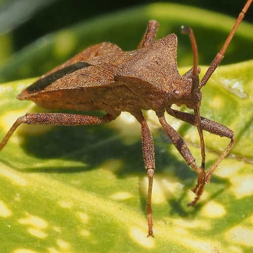 Afbeelding van Stinkers, jagers en klimaatreizigers: de verrassende wereld van de wants