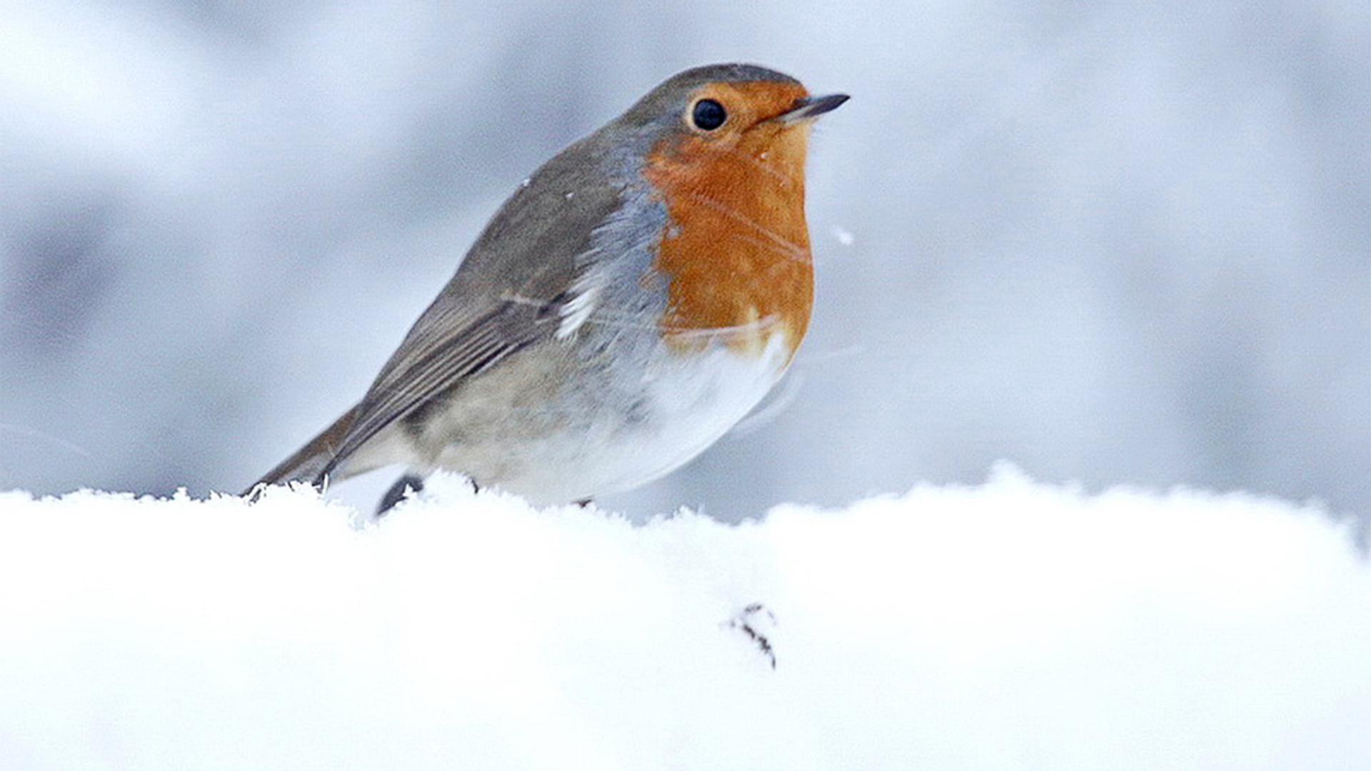roodborst in de sneeuw - pieterbj
