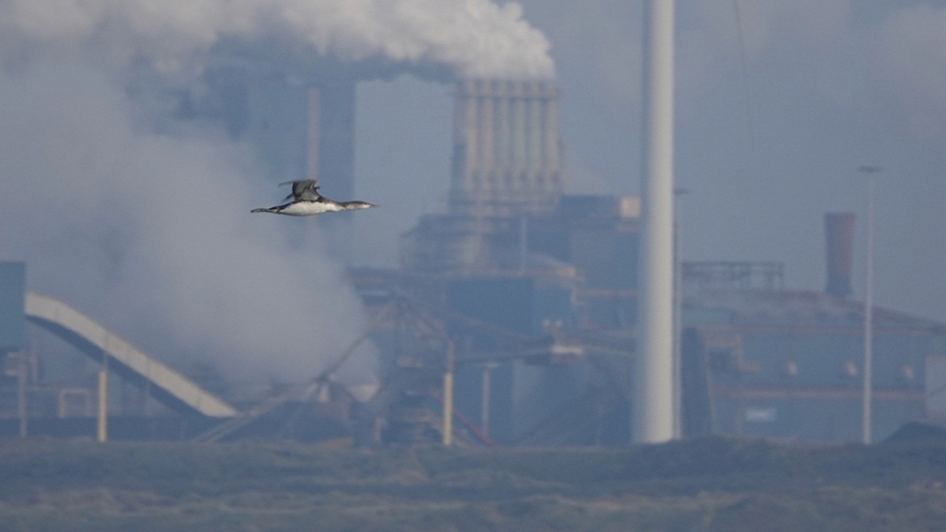 industrie-roodkeelduiker