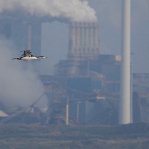 Afbeelding van Klimaatraad: Nederland moet kiezen welke industrie blijft bestaan