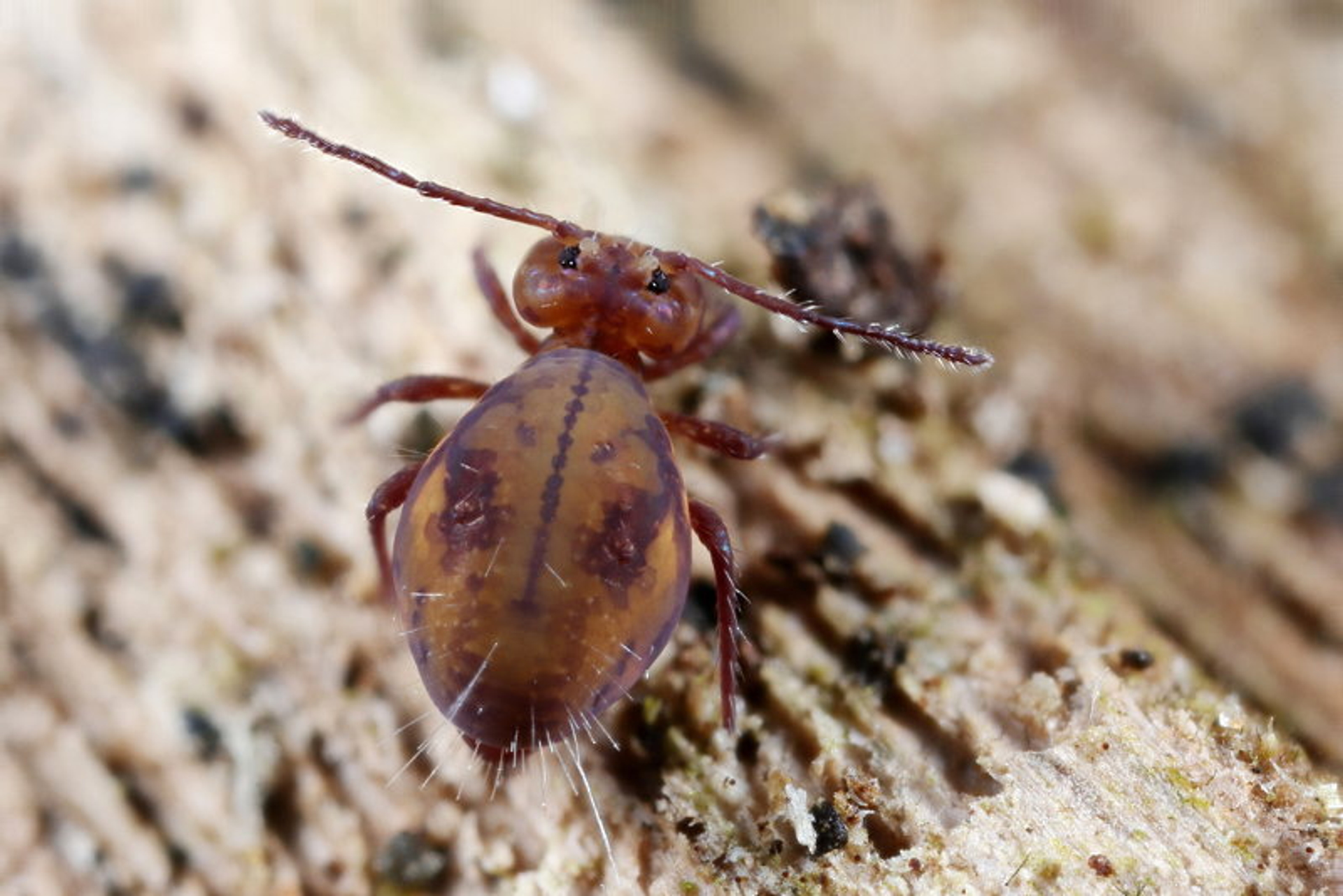Dicyrtoma_fusca op hout foto Jan van Duinen