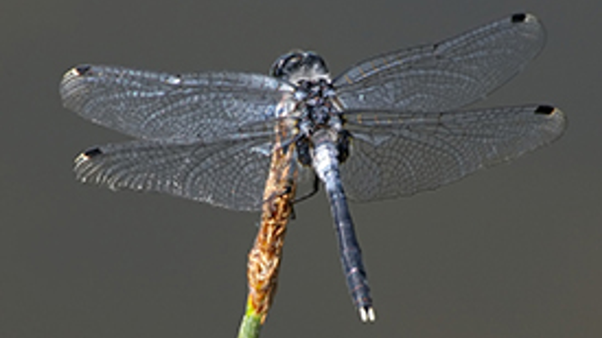 LeucorrhiniaAlbifrons