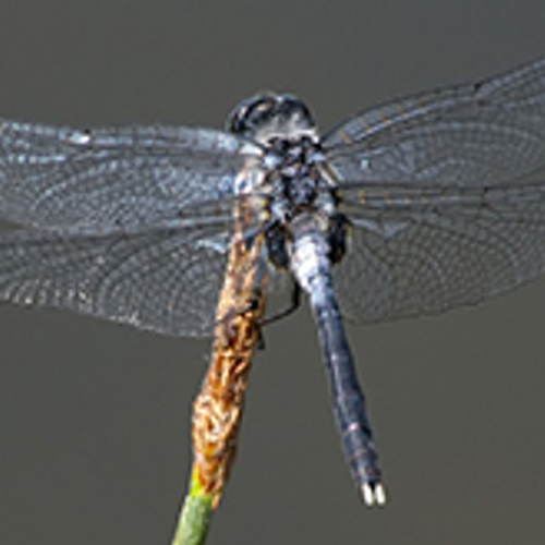 Afbeelding van Oostelijke witsnuitlibel neemt sterk toe in Nederland