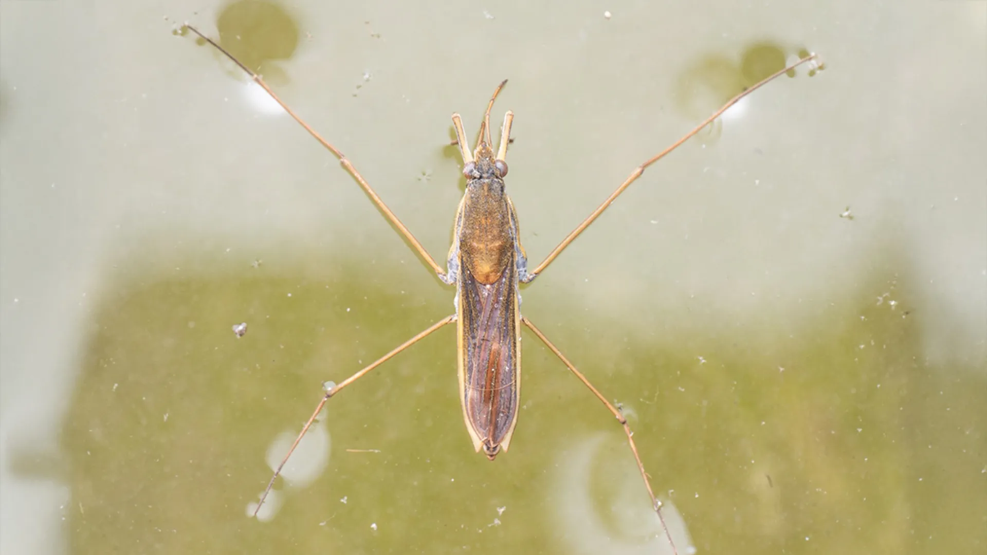 Bruine schaatsenrijder