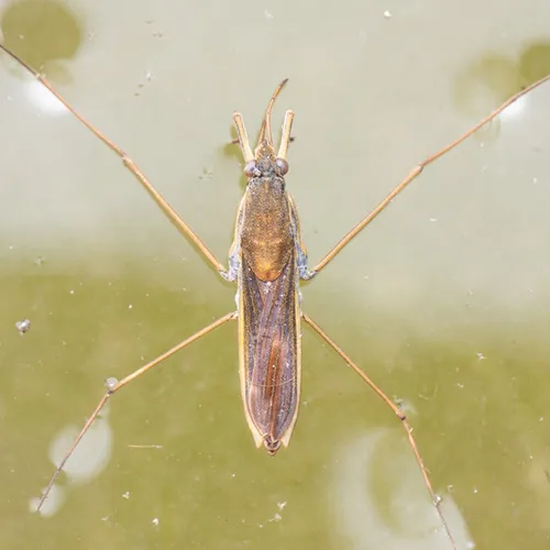Afbeelding van Schaatsenrijder is het waterdiertje van 2026