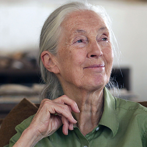 Afbeelding van Britse primatoloog Jane Goodall op 91-jarige leeftijd overleden