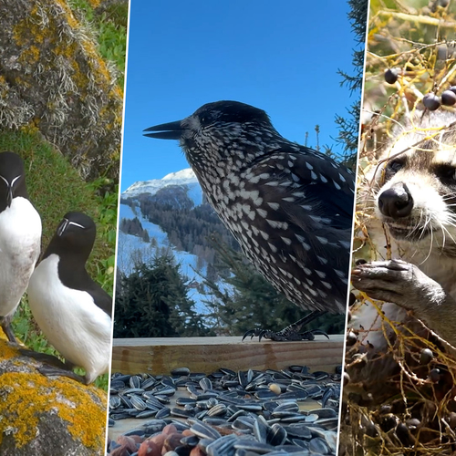 De mooiste natuurbeelden uit het buitenland