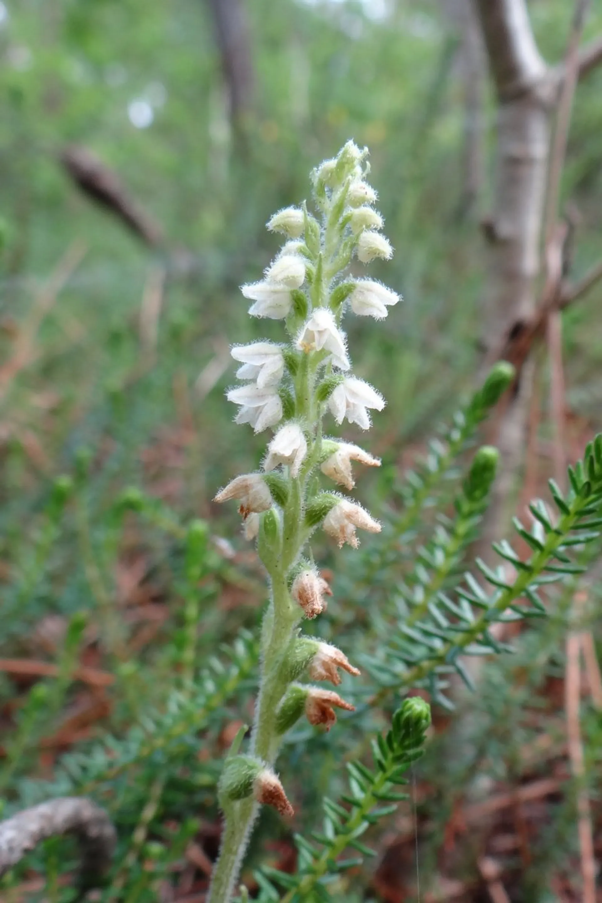 dennenorchis