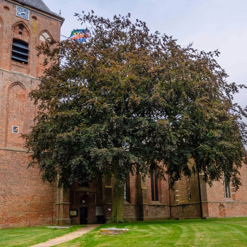 Afbeelding van Rode beuk in Gronings dorp verkozen tot Boom van het Jaar