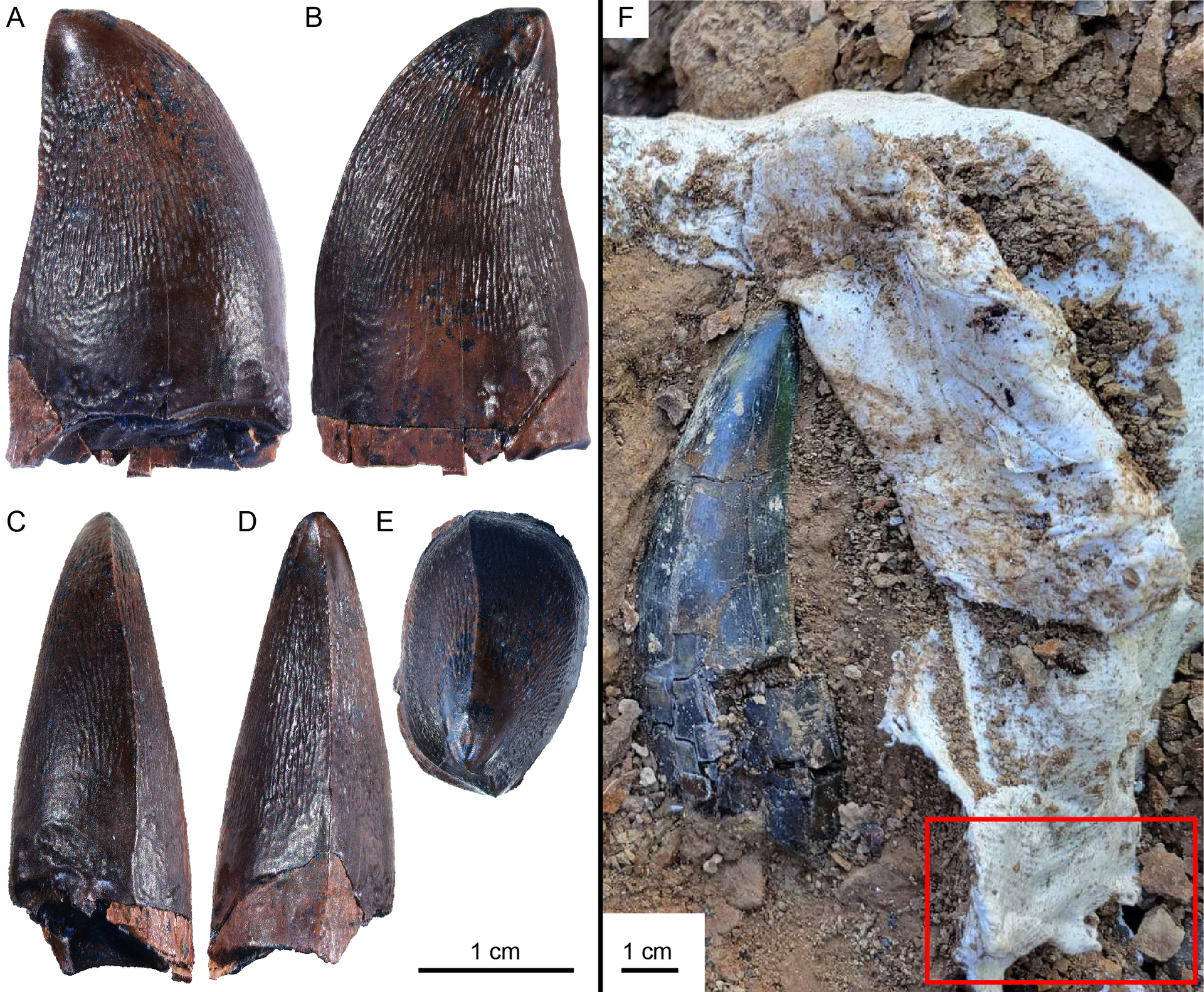 Mosasaur tooth and where it was found (red square) next to T.rex tooth