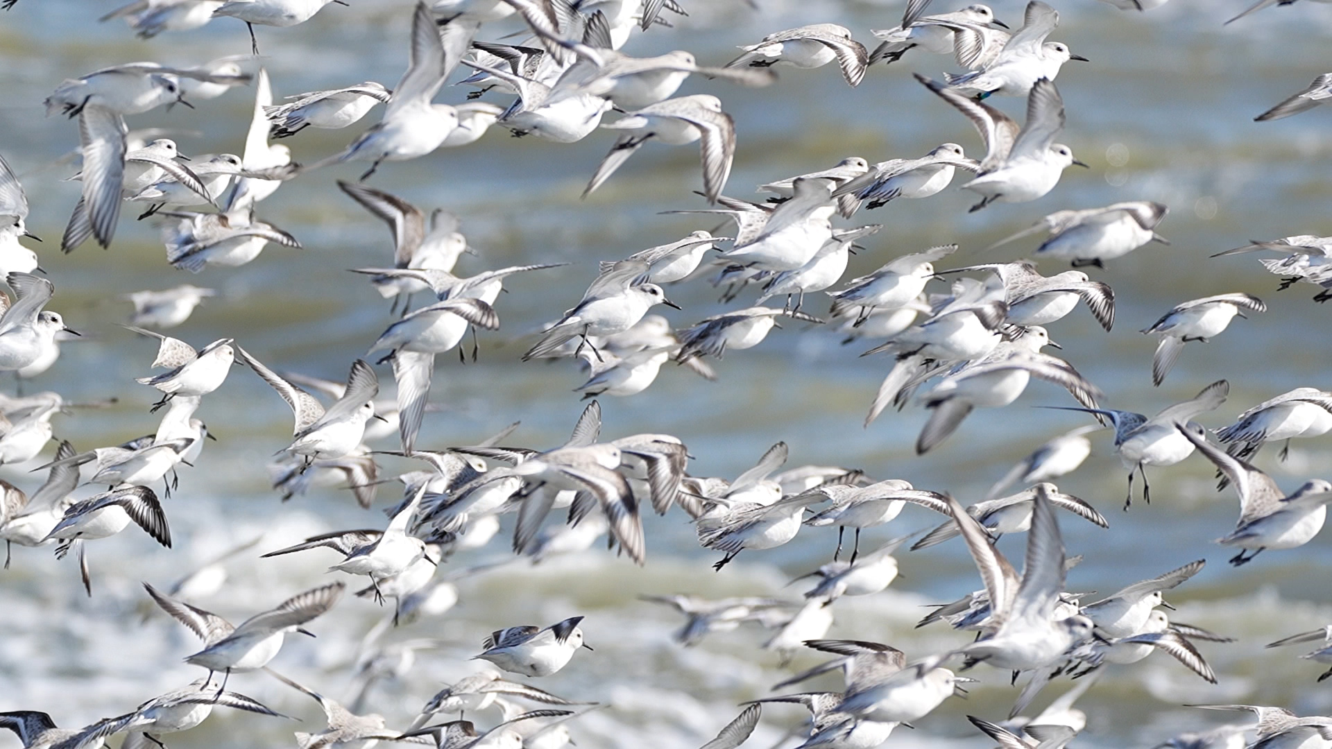 Fascinerende zwermen drieteenstrandlopers in IJmuiden