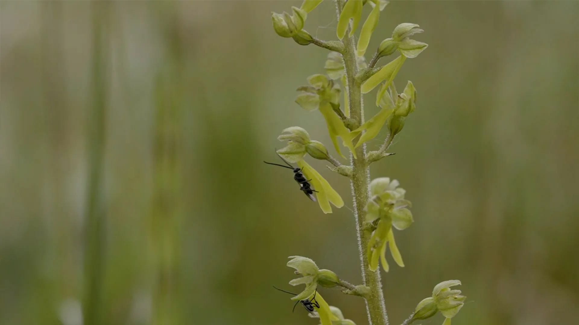 Grote keverorchis goed