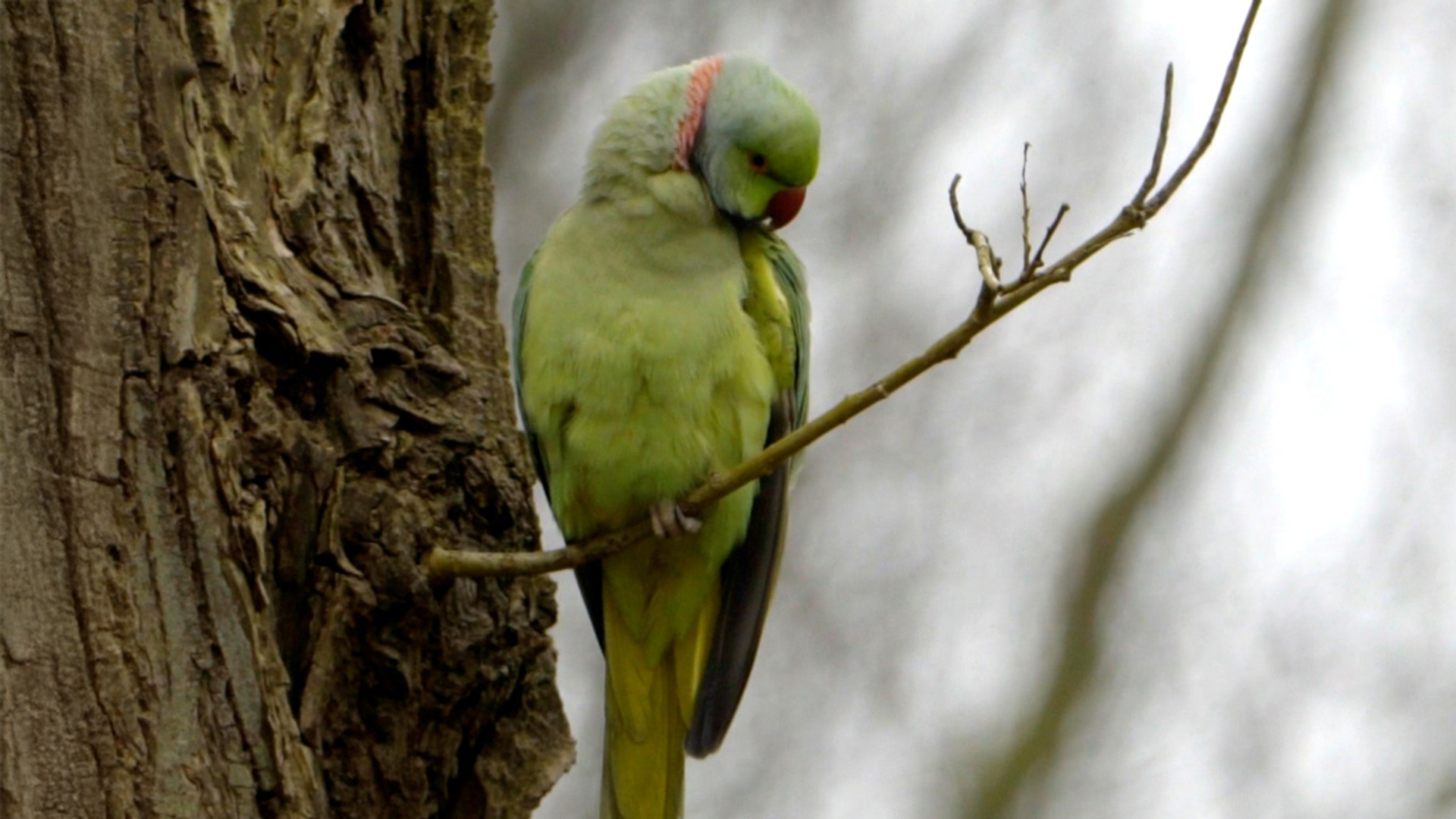 grote alexanderparkiet  TV amsterdam