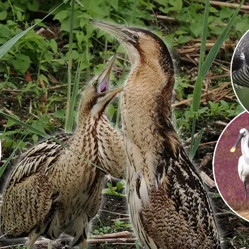 Afbeelding van Hongerige pubers in de vogelwereld