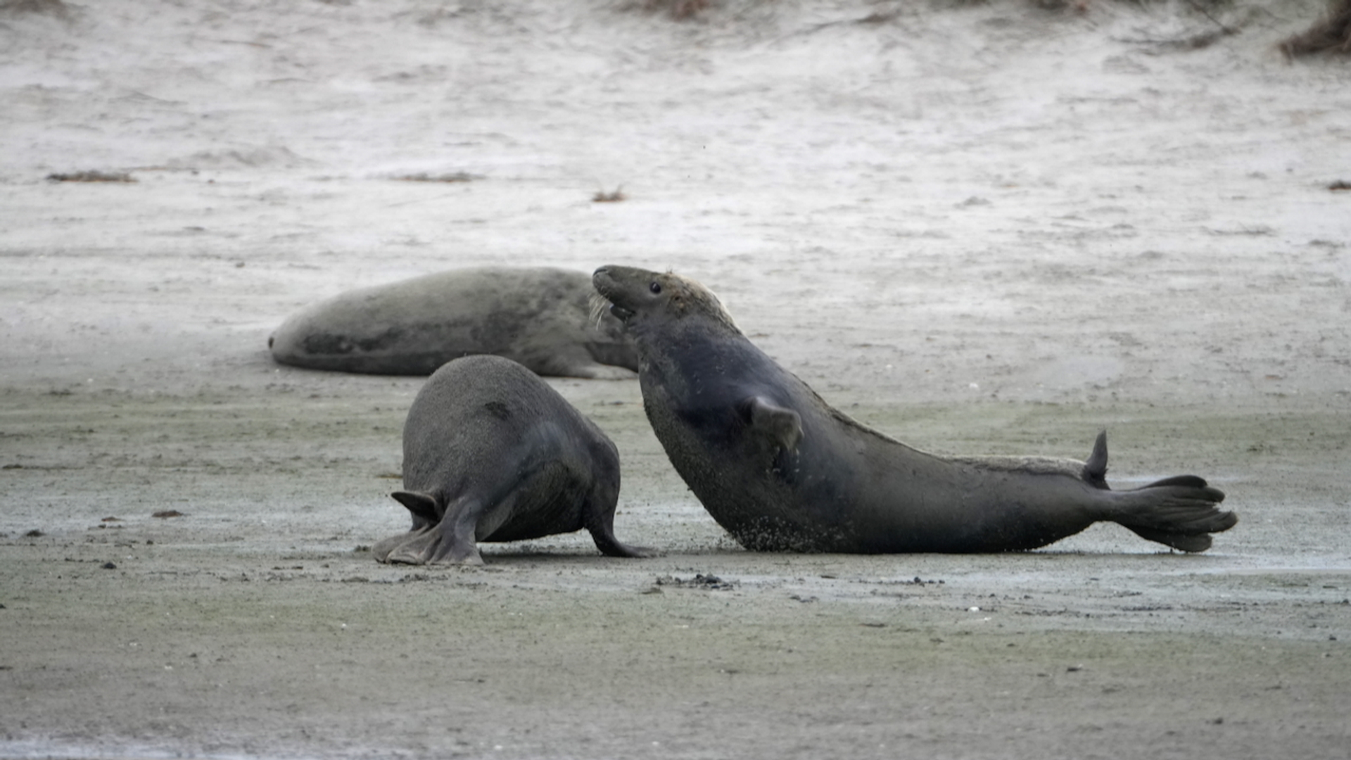 Grijze zeehonden op Griend VI (c) Rob Buiter