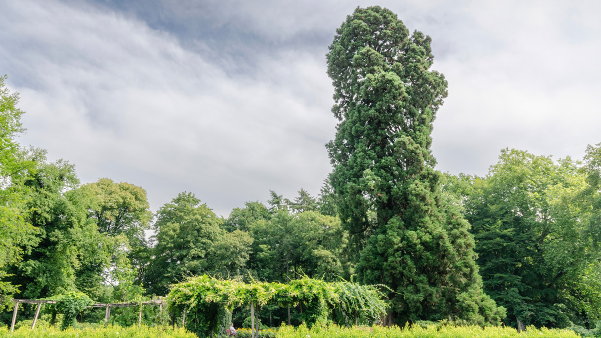 Boom van het jaar 2025 - mammoetboom enschede