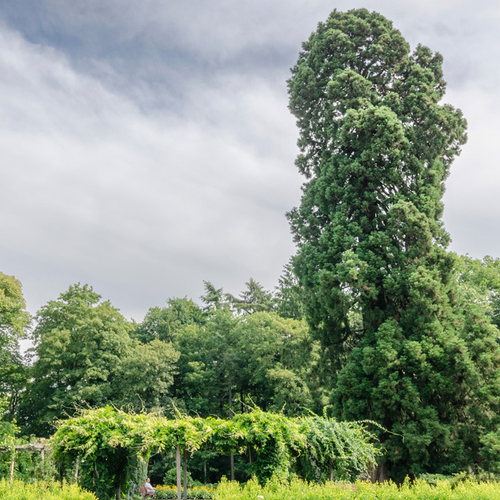 Mammoetboom in Enschede verkozen tot Boom van het Jaar 2025