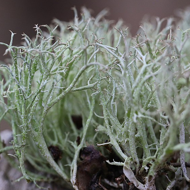 Afbeelding van Radio | 13 februari 2026 | Nico de Haan, Korstmossen en Ecocide