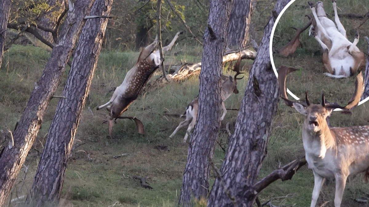Fallow Deer Stags Clash in Amsterdam Water Supply Dunes