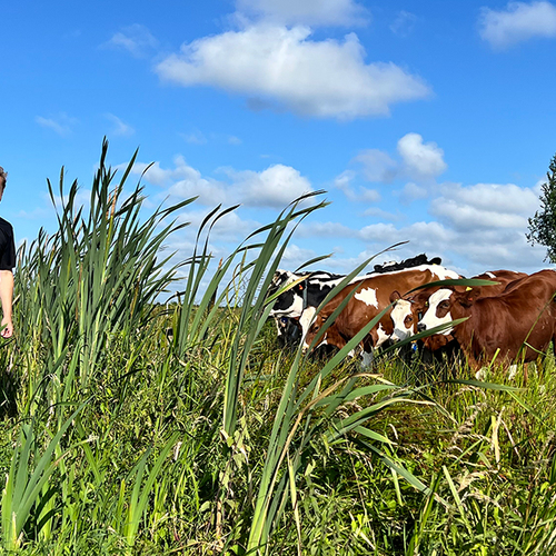 Afbeelding van Op pad met Menno Bentveld: Koeien. Wei. Natuur.