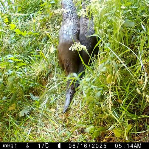 Afbeelding van Ottermoeder en jong vestigen zich in Meijendel en Berkheide