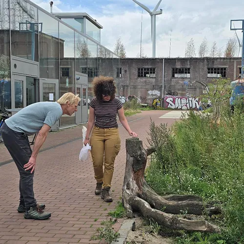 Afbeelding van Oud industrieterrein NYMA verandert in stadsnatuur