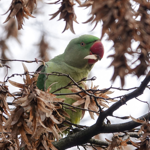Afbeelding van Grote alexanderparkiet smikkelt in het Amsterdamse Bos