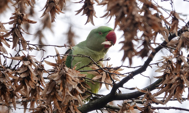 Afbeelding van Grote alexanderparkiet smikkelt in het Amsterdamse Bos