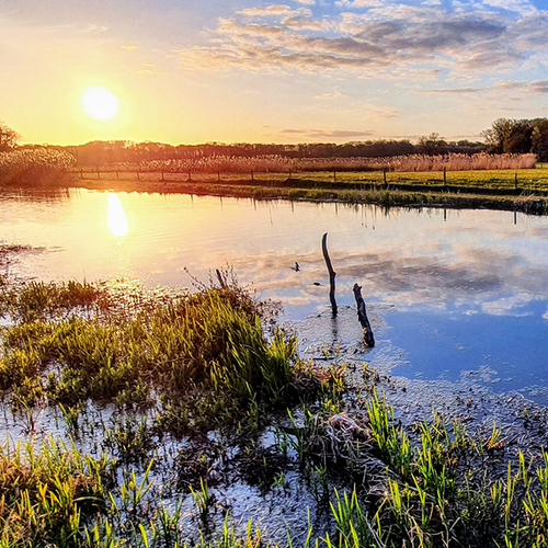 Afbeelding van Nationaal Dashboard Biodiversiteit: doelen blijven uit zicht