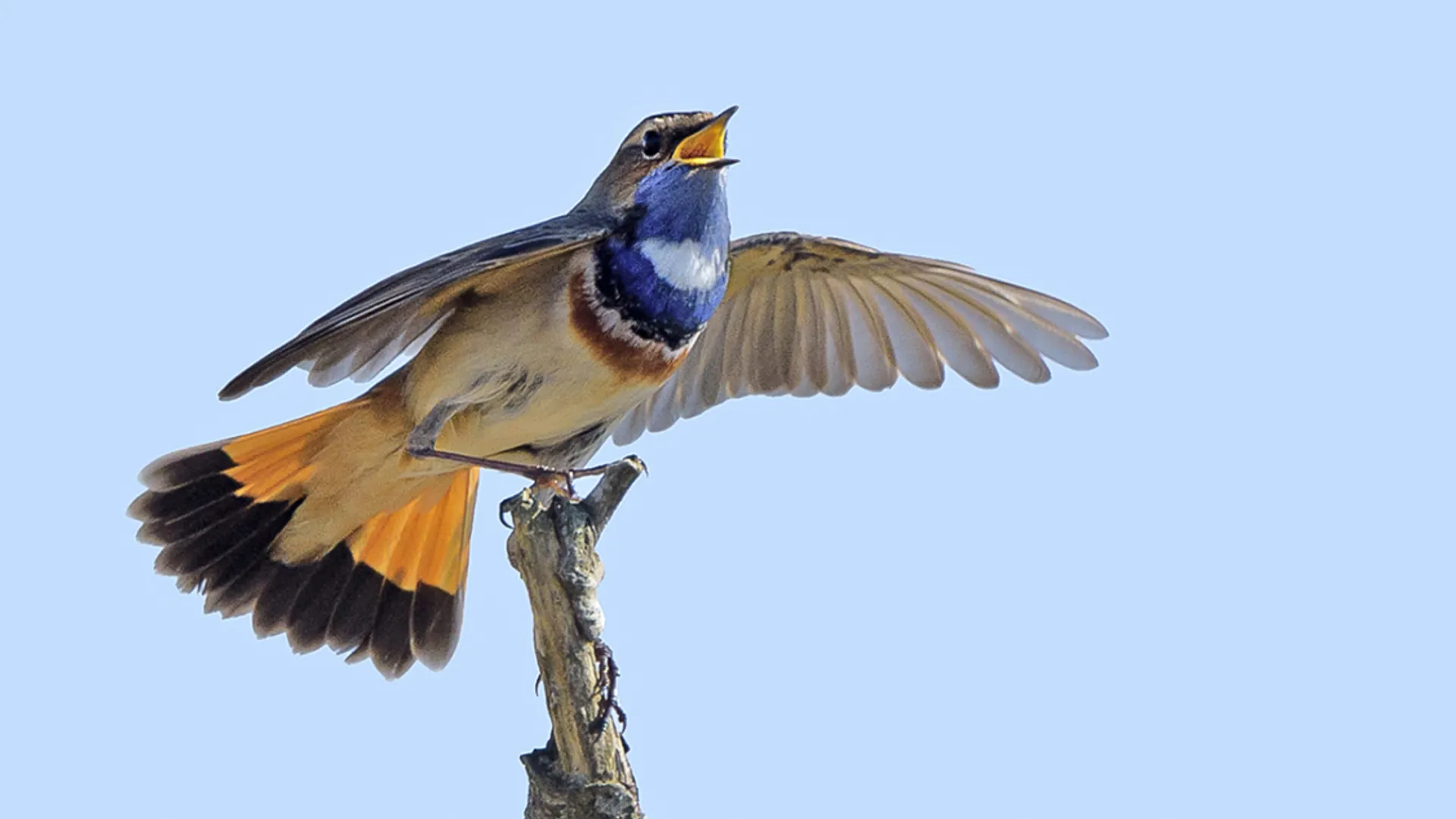 blauwborst