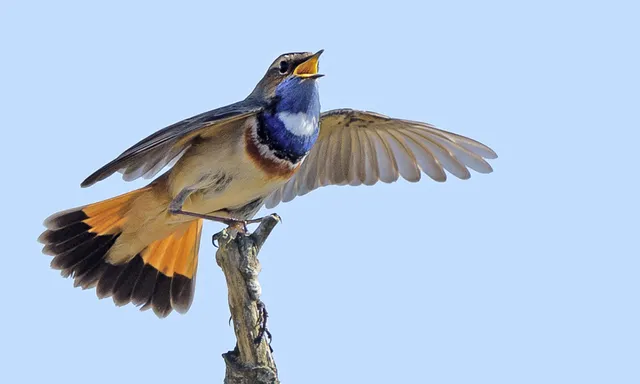 Afbeelding van Radio | 19 april 2026 | Blauwborst, Aziatische hoornaar en Pijlinktvis