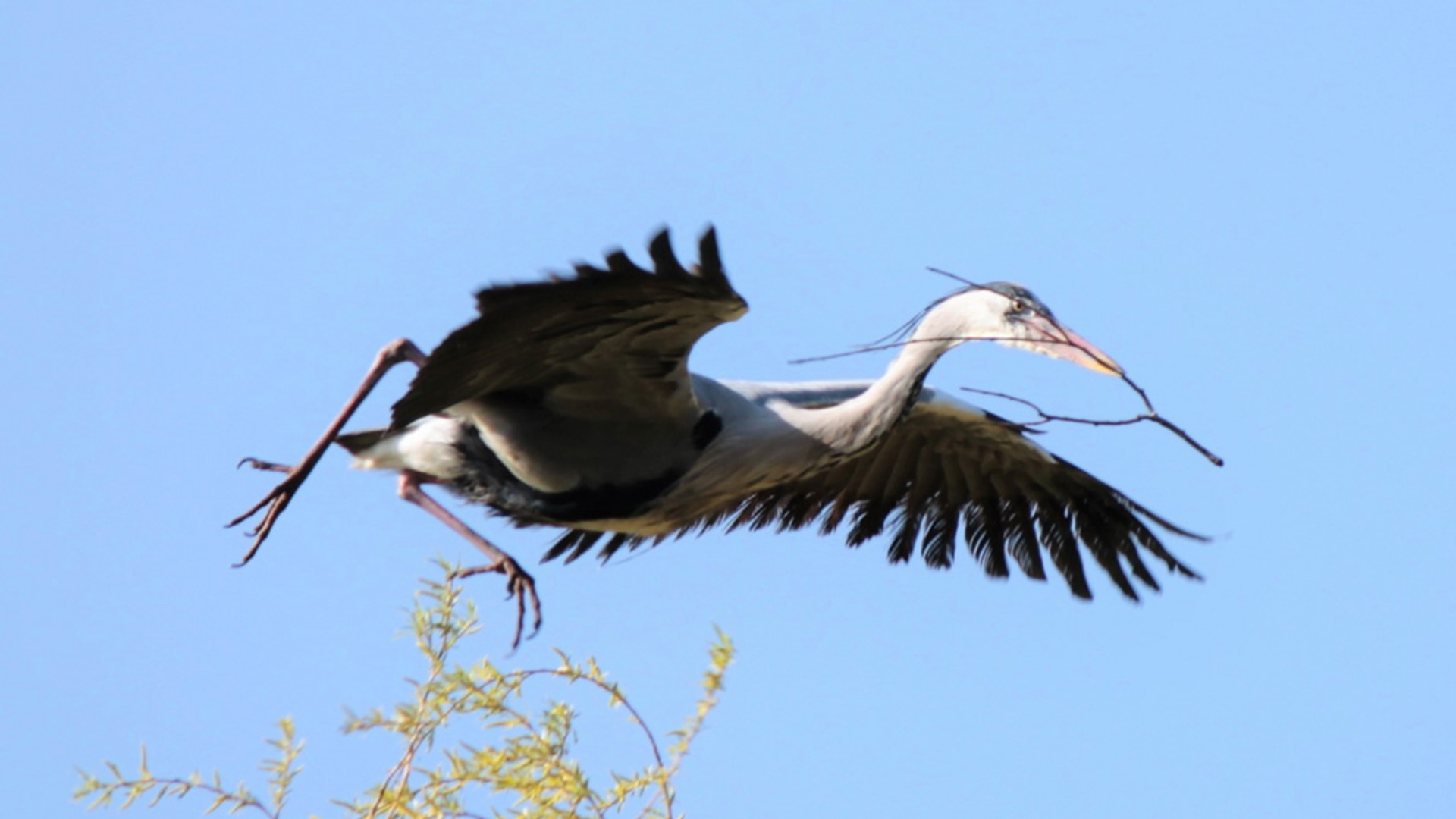 Blauwe reiger met tak