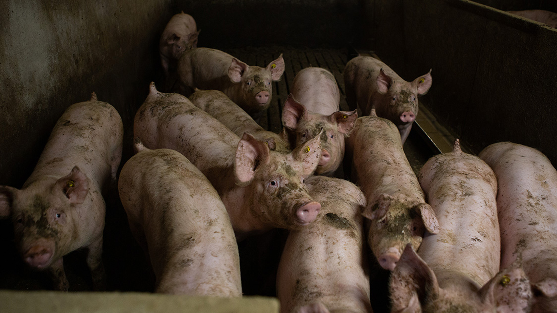 Varkens in Nood