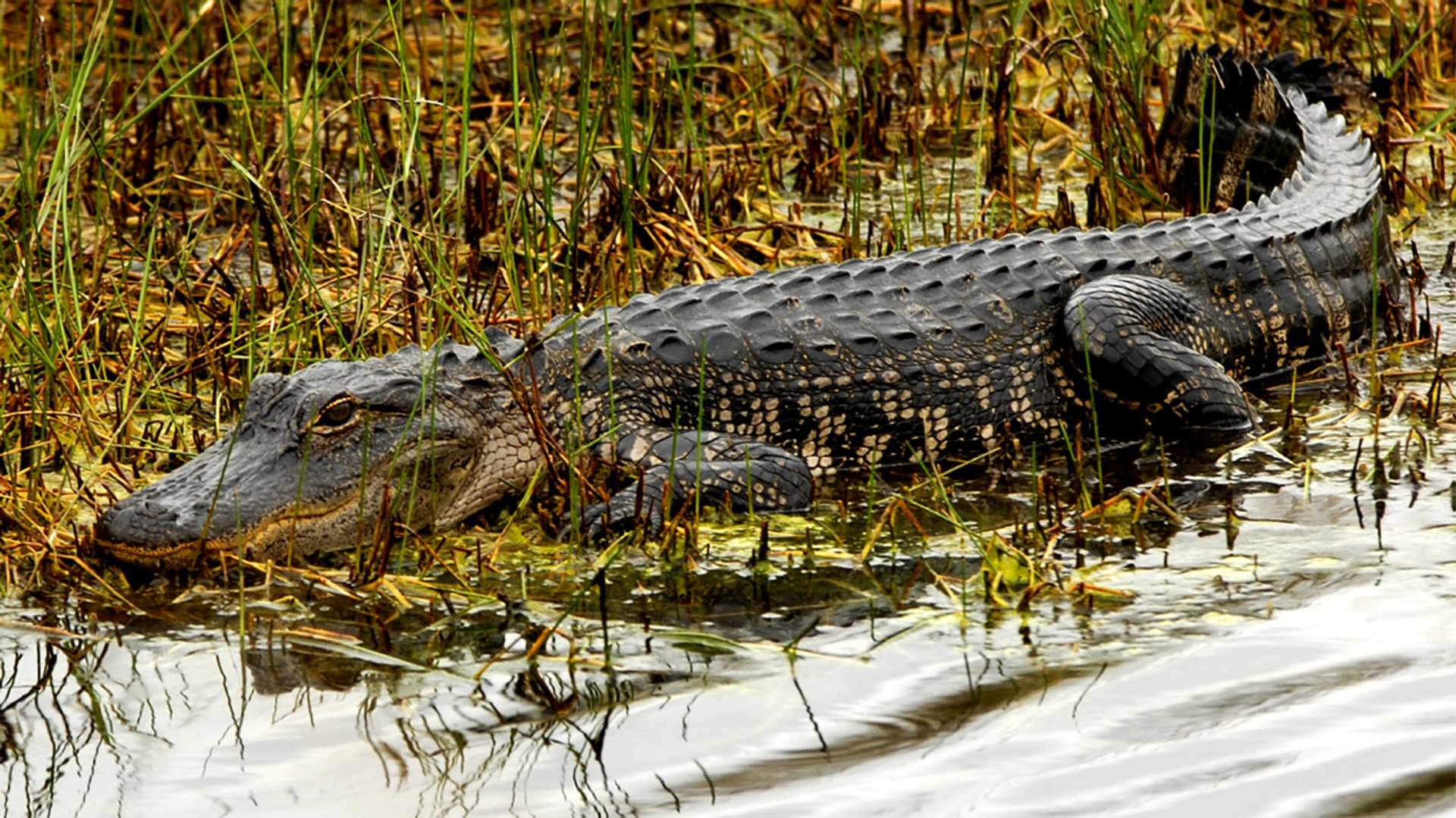 alligator