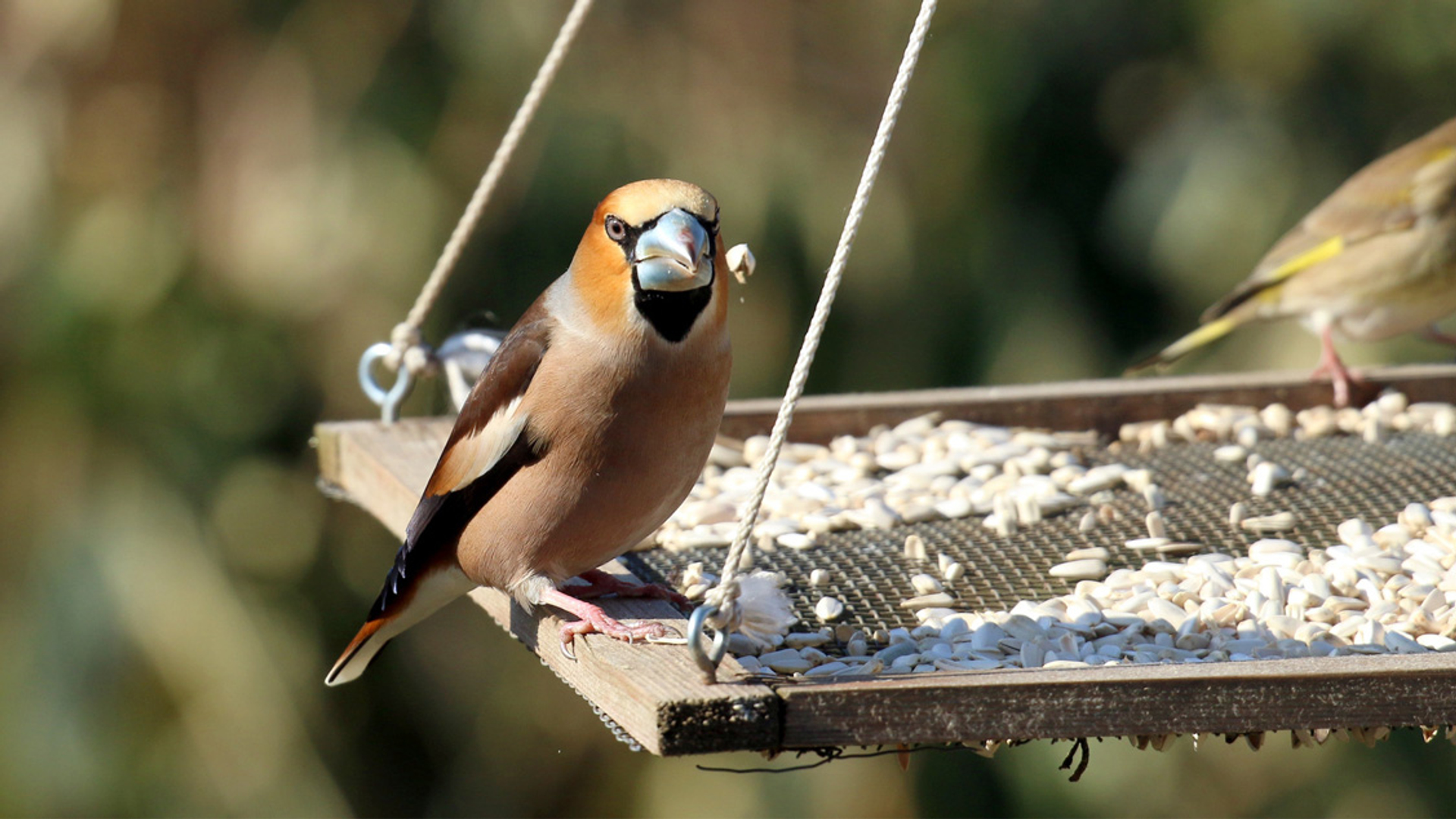 appelvink bij voedertafel
