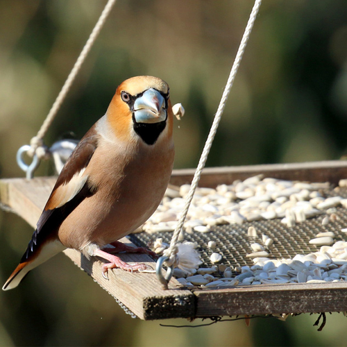 Verantwoord vogels voeren, zonder gif en ziektes