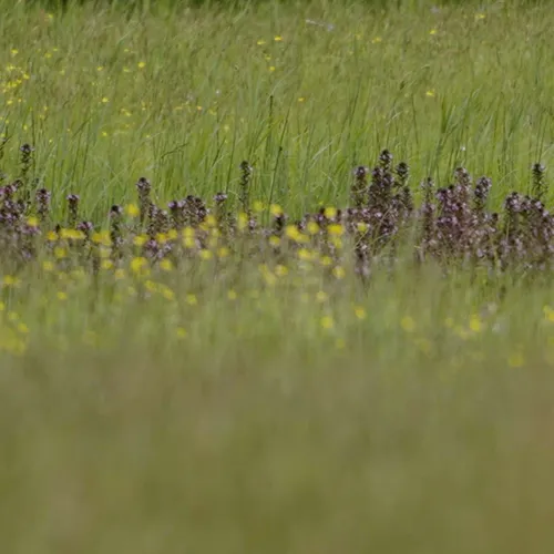 Afbeelding van Van maisveld naar bloemenparadijs