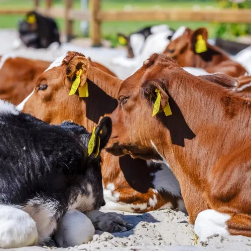 Afbeelding van Kalfjes niet in een box, maar op het strand