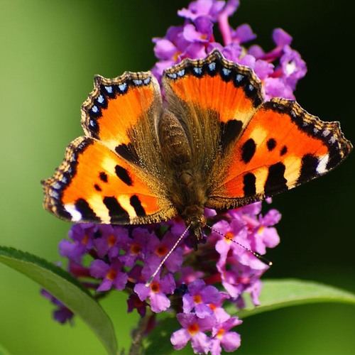 Afbeelding van Programma Kassa onderzoekt pesticiden op 'insectvriendelijke' tuinplanten