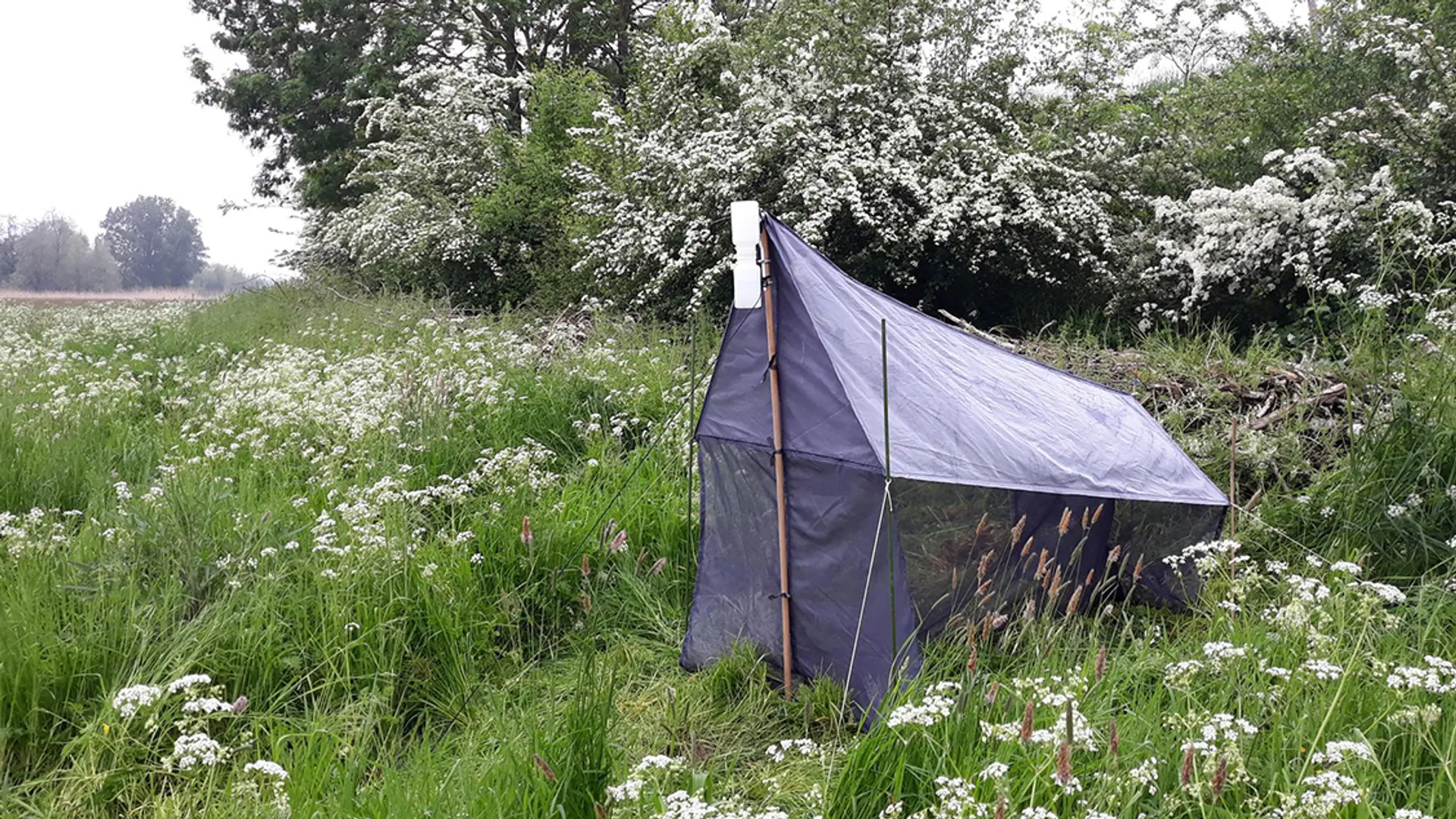 Afbeelding van Meer heggen leiden tot meer insecten, ook in groene gebieden